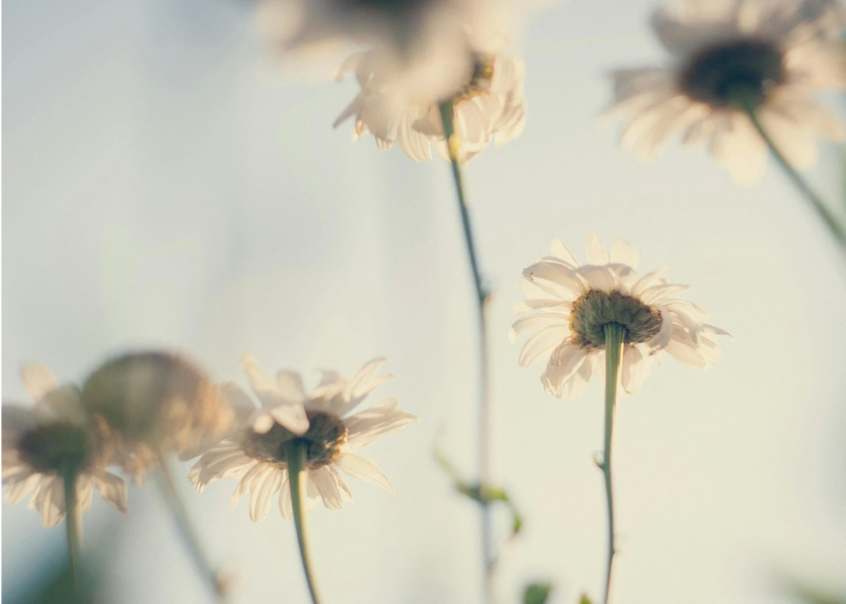 Balancing Virality With True Brand Storytelling