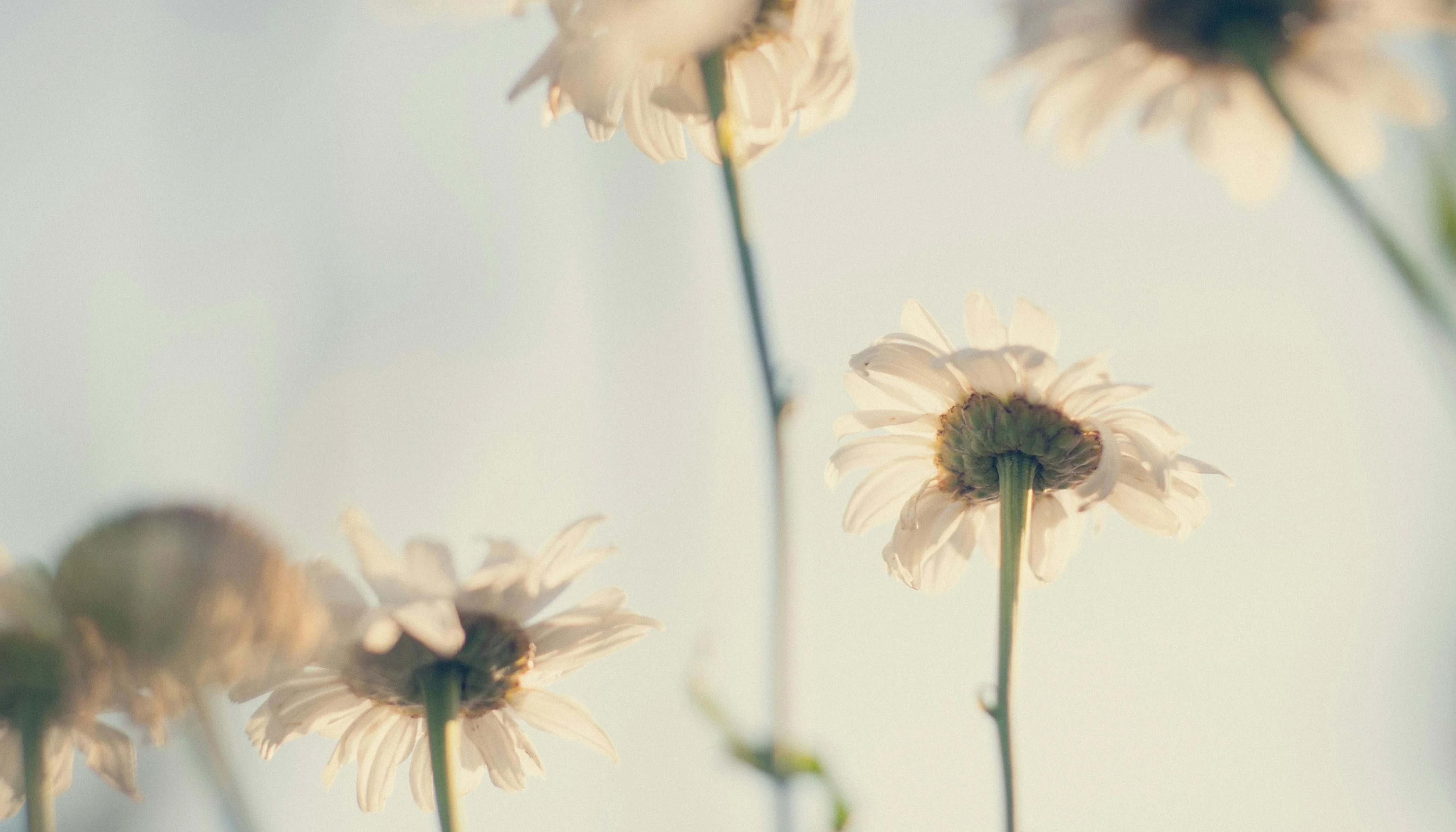 Balancing Virality With True Brand Storytelling